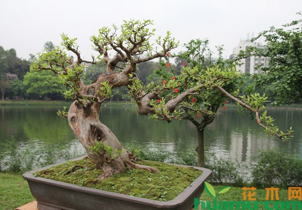 石榴树盆景