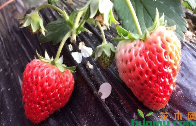 种植大棚草莓多久替换一次苗? 种植大棚草莓多久替换一次苗?