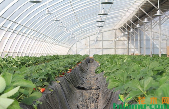 种植大棚草莓多久替换一次苗? 种植大棚草莓多久替换一次苗?