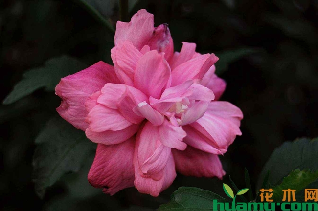 木槿花什么时候开.jpg