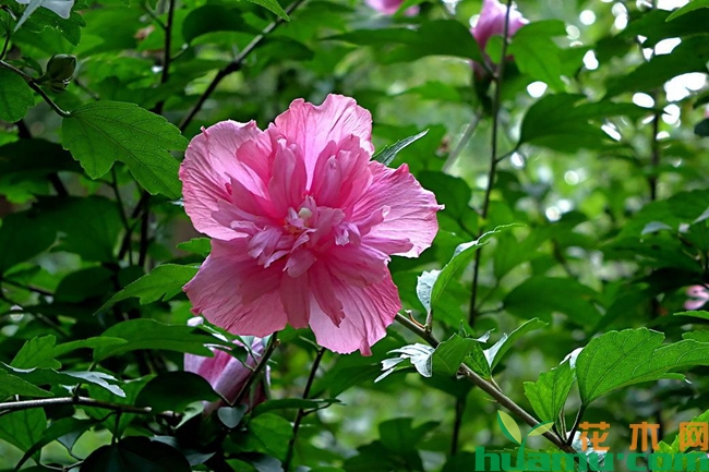 木槿什么时候开花.jpg