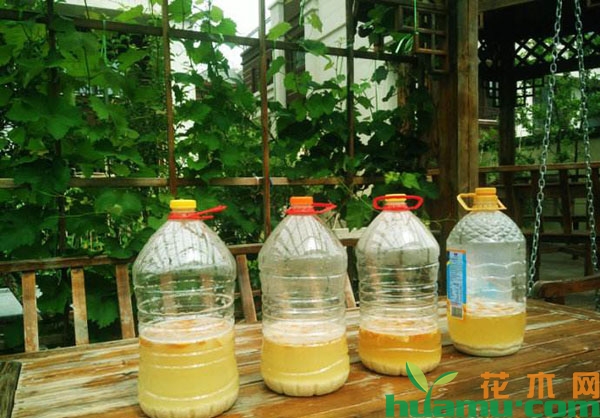 淘米水发酵