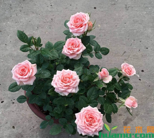 月季花