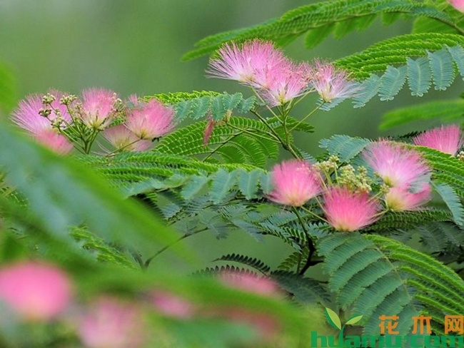 合欢花什么时候开