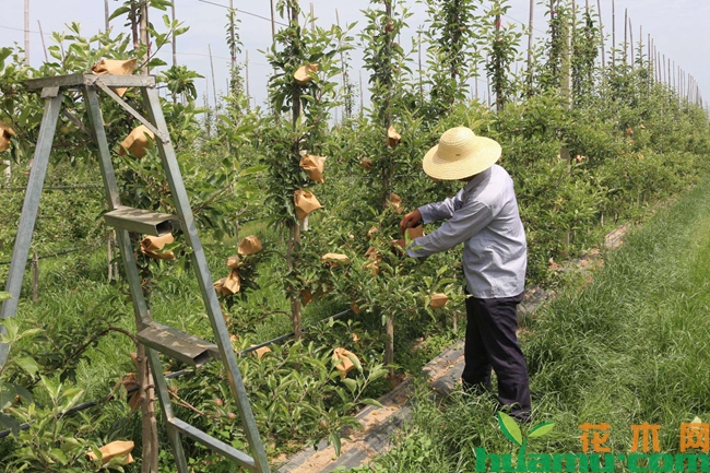 苹果套袋技术.jpg