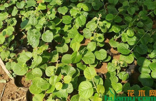 猕猴桃树苗五月栽植方法