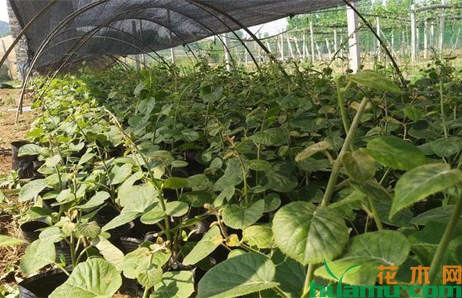 猕猴桃树苗五月栽植方法 猕猴桃树苗五月栽植方法
