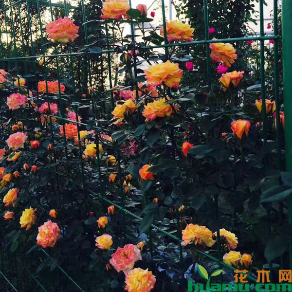 藤彩虹月季