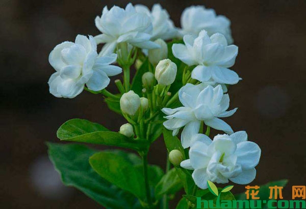 茉莉花花期短怎么办？怎样延长花期？