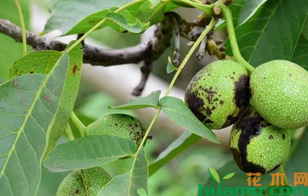 核桃树细菌性黑斑病