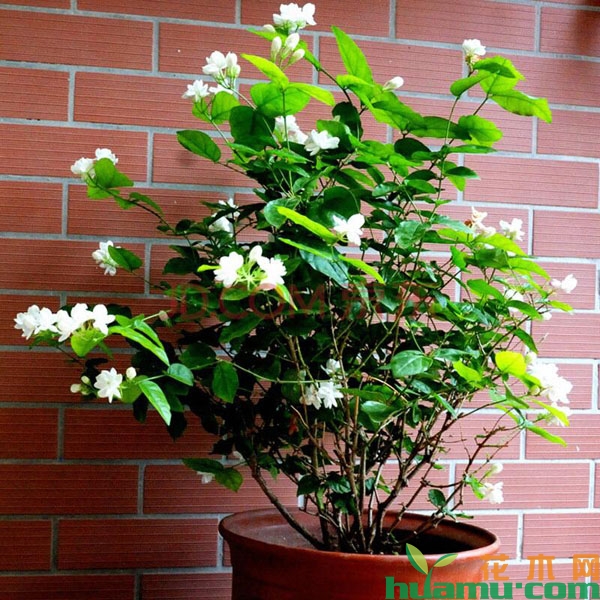 茉莉花