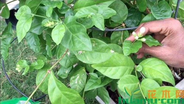 茉莉花