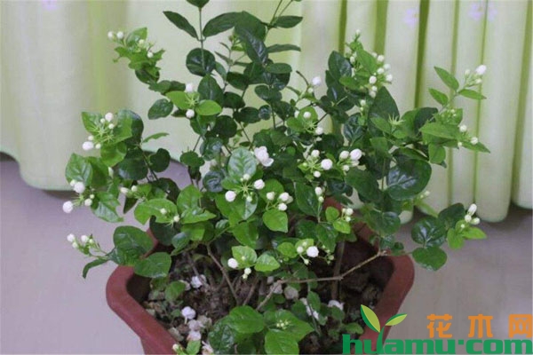 茉莉花