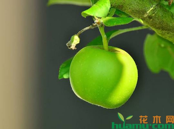 苹果树