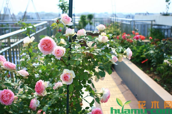 月季花养殖技术