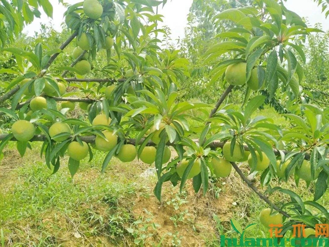 李子栽培方法.jpg