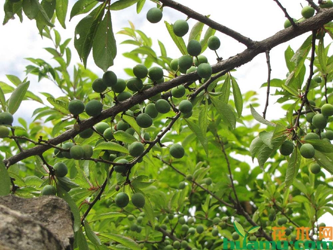 李子树.jpg