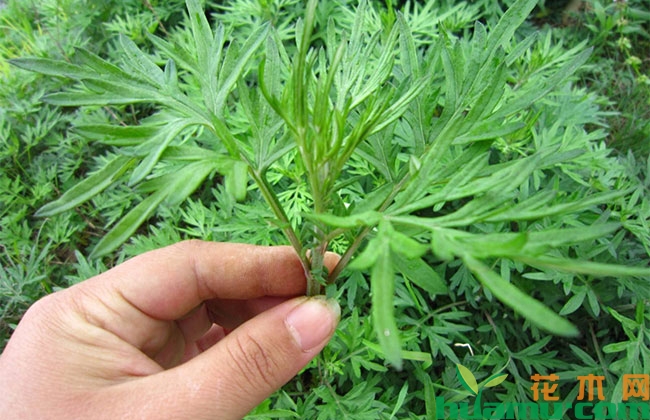 艾草有哪些用处? 艾草有哪些用处?