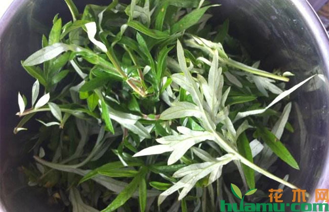 艾草有哪些用处? 艾草有哪些用处?