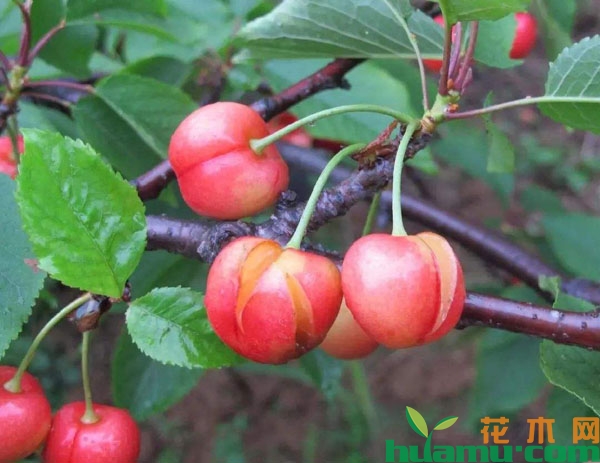 樱桃