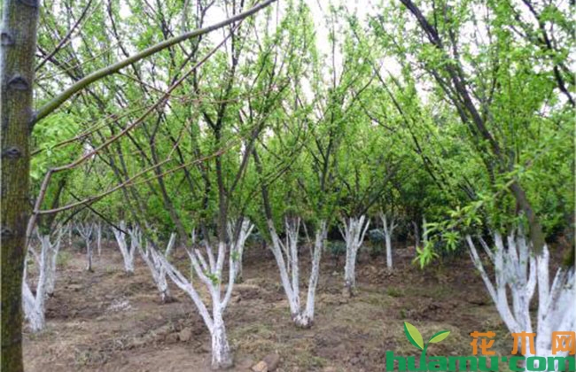 青脆李湖南可以种植吗? 青脆李湖南可以种植吗?