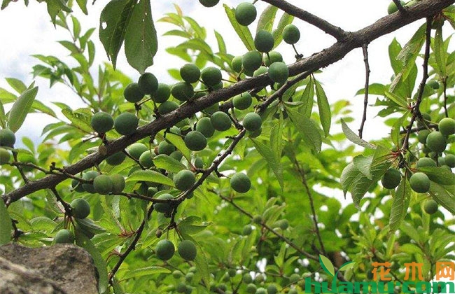 青脆李湖南可以种植吗? 青脆李湖南可以种植吗?