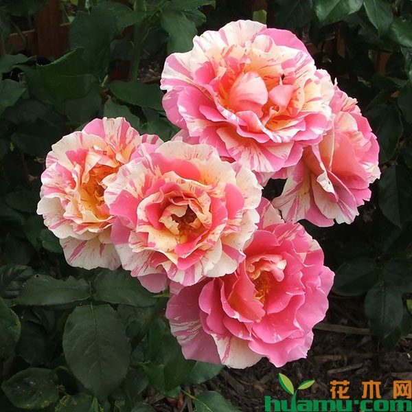 莫奈月季