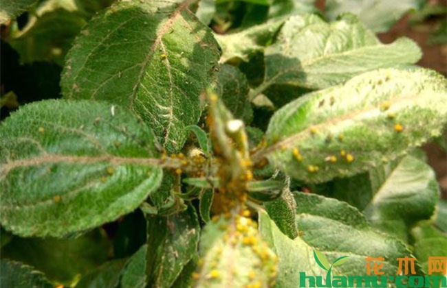 苹果树夏季病虫害预防措施 苹果树夏季病虫害预防措施