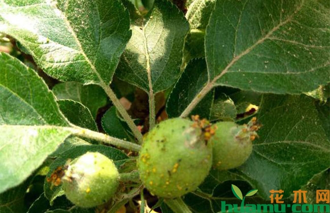 苹果树夏季病虫害预防措施 苹果树夏季病虫害预防措施