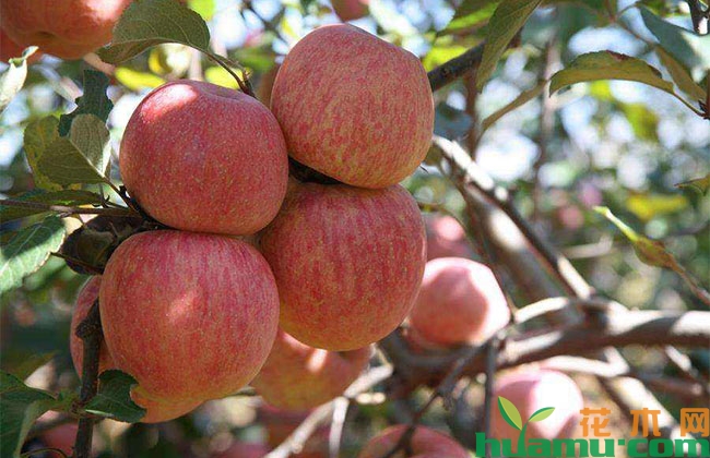 苹果树夏季病虫害预防措施 苹果树夏季病虫害预防措施