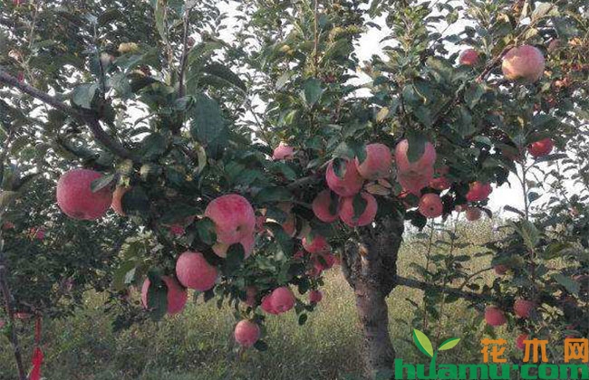 苹果树夏季病虫害预防措施 苹果树夏季病虫害预防措施