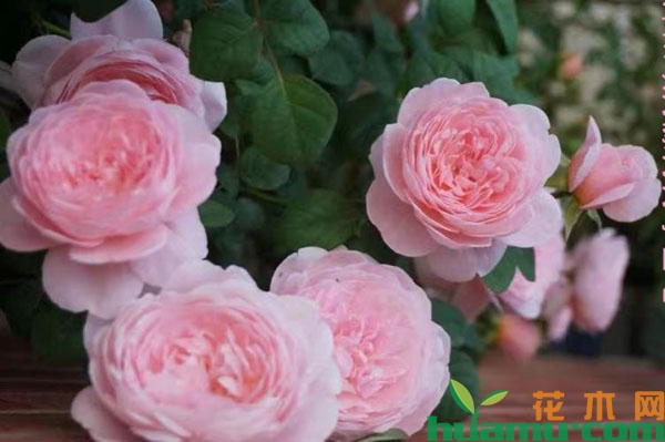 粉色龙沙宝石月季