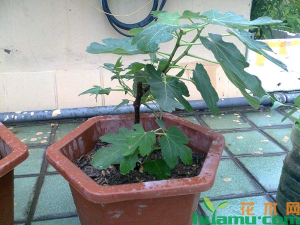 盆栽无花果的高产种植技术