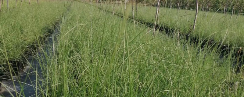 粉黛乱子草北方可以种植吗