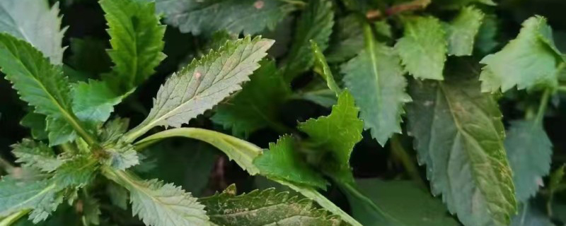 柳叶马鞭草苗