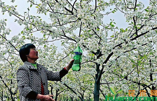 梨树不结果,5月这样管理! 梨树不结果,5月这样管理!