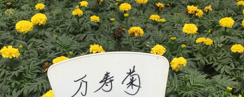 万寿菊什么时候开花