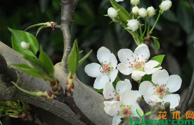 梨树不结果,5月这样管理! 梨树不结果,5月这样管理!