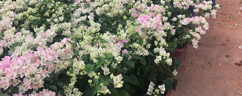 绿樱三角梅一年开几次花 绿樱三角梅一年开几次花
