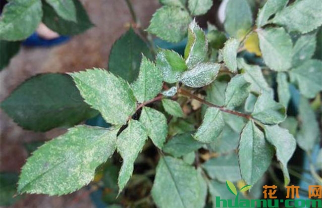 苗木植物常见病害，夏季不预防会后悔