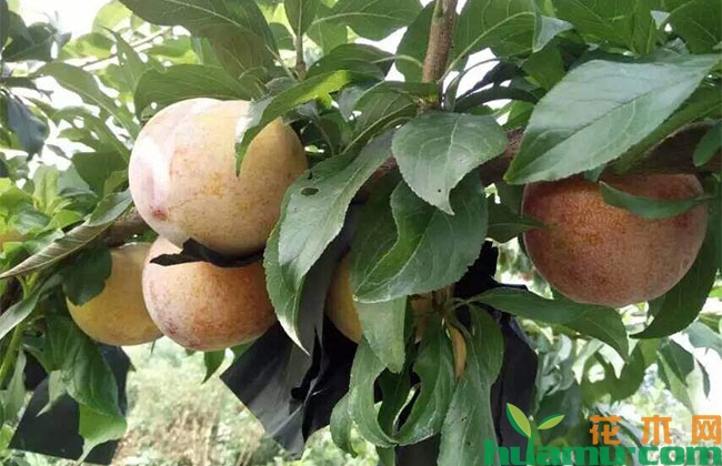 青脆李子苗几年挂果? 青脆李子苗几年挂果?