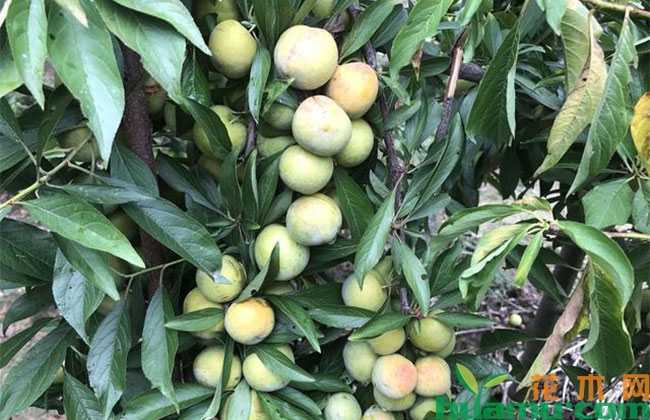 青脆李子苗几年挂果? 青脆李子苗几年挂果?