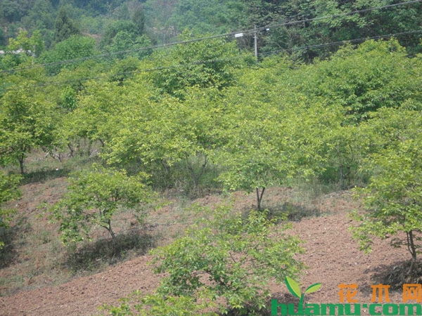 脆红李的种植技术