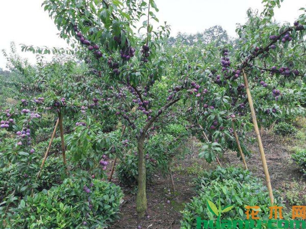 脆红李果树