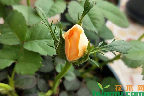 果汁阳台月季的种植技术 果汁阳台月季的种植技术