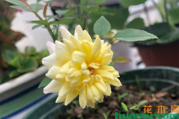 微型月季阳台种植方法和注意事项 微型月季阳台种植方法和注意事项