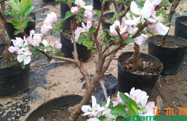 盆栽苹果的养护技巧 盆栽苹果的养护技巧