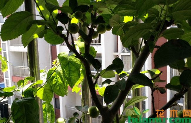 盆栽苹果的养护技巧 盆栽苹果的养护技巧