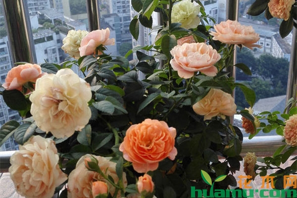 微型月季阳台种植方法和注意事项 微型月季阳台种植方法和注意事项