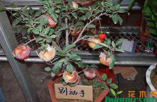 盆栽苹果的养护技巧 盆栽苹果的养护技巧